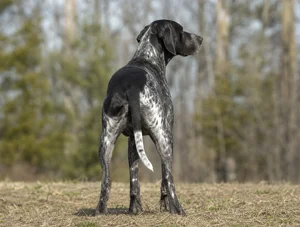 Pointer — rear