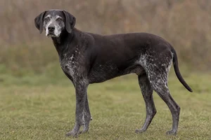 Pointer — senior