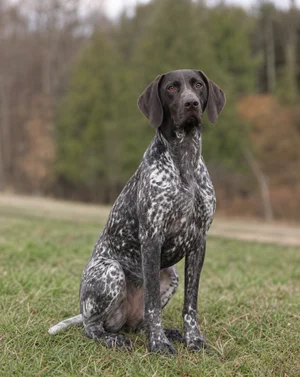 Pointer — sitting
