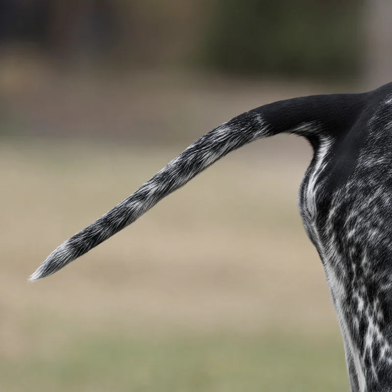 Pointer — tail