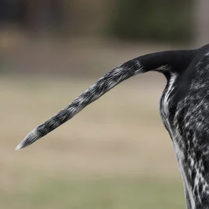 Pointer — tail
