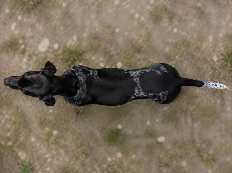 Pointer — top