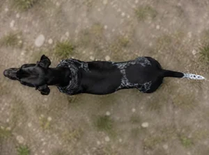 Pointer — top