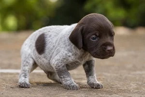 Pointer — young puppy (~1 mo)