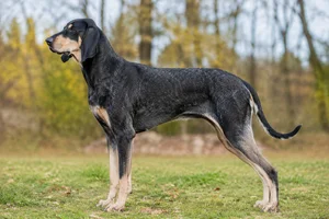 Poitevin — adult