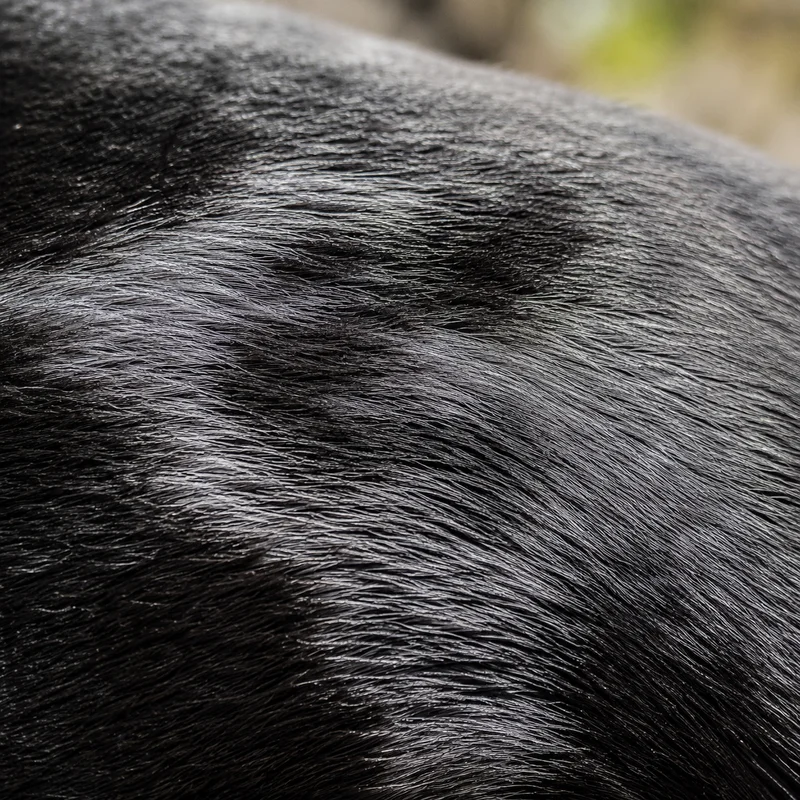Poitevin — coat texture