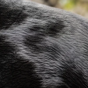 Poitevin — coat texture
