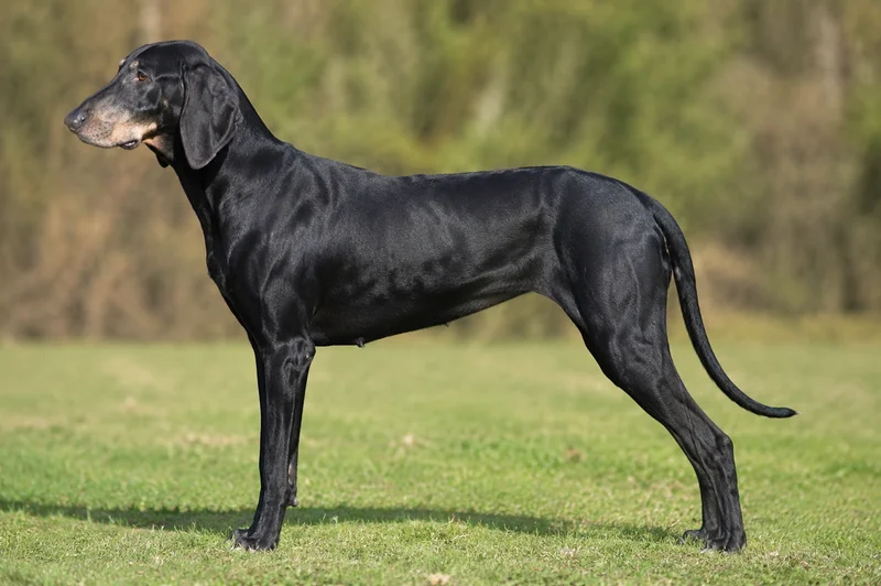 Poitevin — black coat