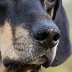 Poitevin — nose