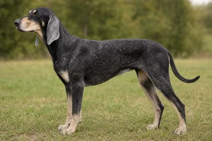 Poitevin dog