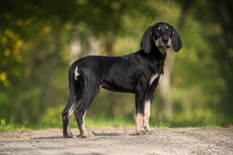 Poitevin — puppy (~4 mo)