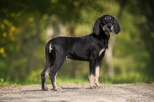 Poitevin — puppy (~4 mo)