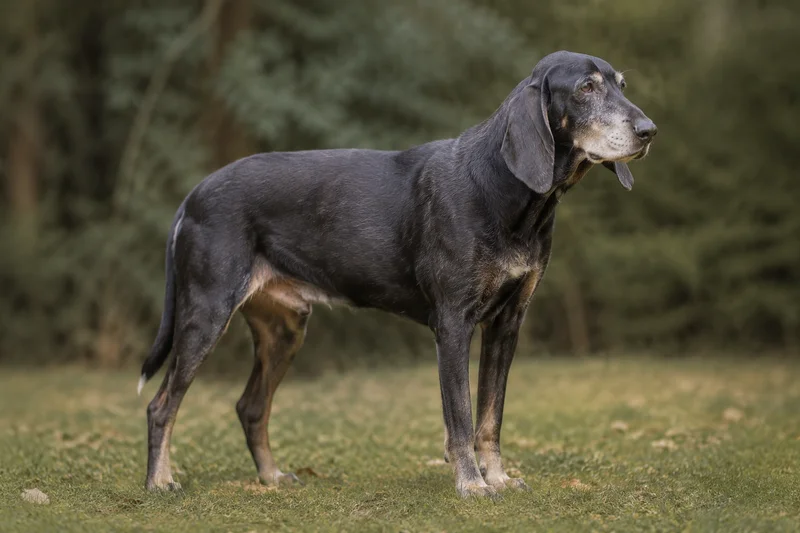 Poitevin — senior