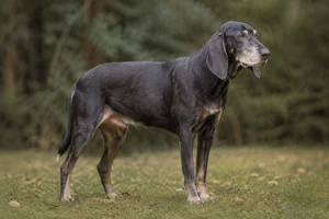 Poitevin — senior