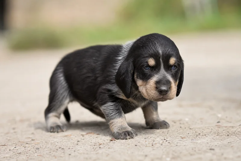 Poitevin — young puppy (~1 mo)