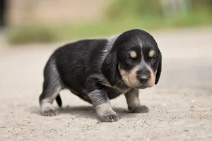 Poitevin — young puppy (~1 mo)