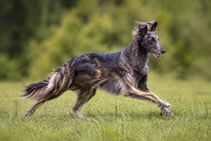 Polish Greyhound — running