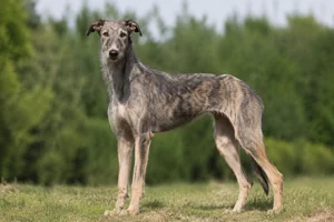 Polish Greyhound — adult