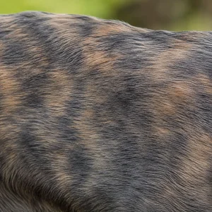 Polish Greyhound — coat texture