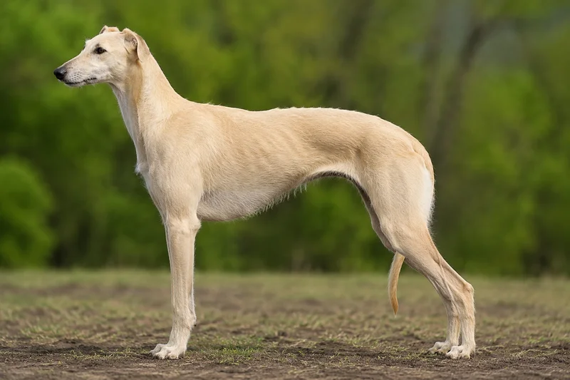 Polish Greyhound — Beige coat