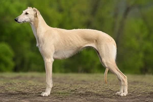 Polish Greyhound — Beige coat
