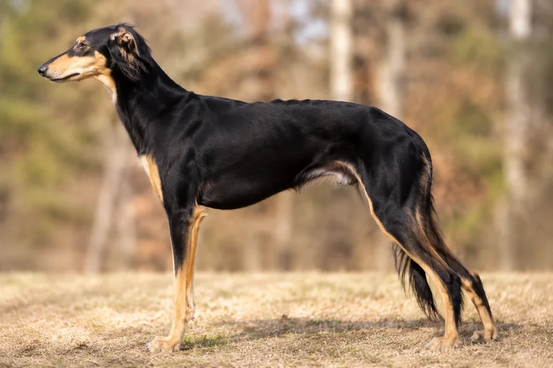 Polish Greyhound — Black and Tan coat