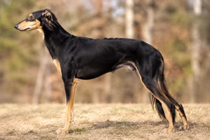 Polish Greyhound — Black and Tan coat