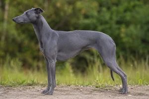 Polish Greyhound — Blue coat