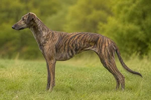 Polish Greyhound — Brindle coat