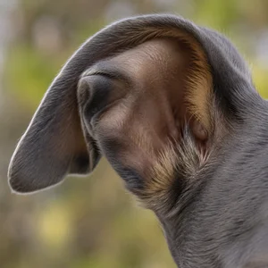 Polish Greyhound — ears