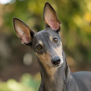 Polish Greyhound — alert
