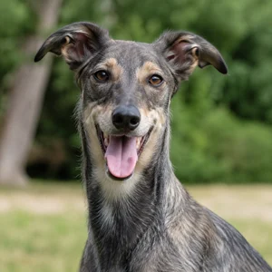 Polish Greyhound — happy