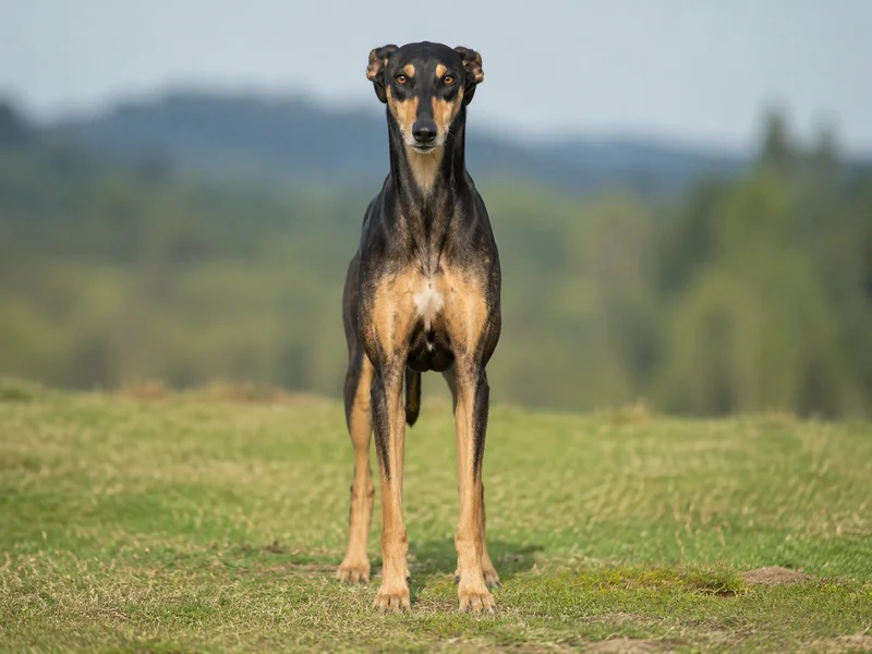 Polish Greyhound — front