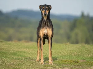 Polish Greyhound — front
