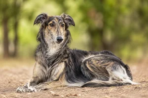 Polish Greyhound — lying down