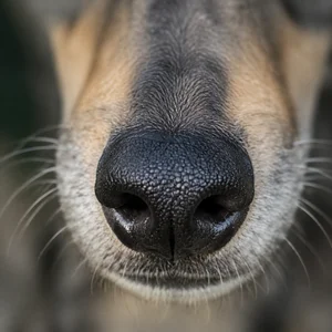 Polish Greyhound — nose