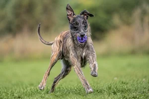 Polish Greyhound — playing