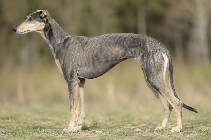 Polish Greyhound — side