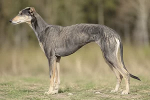 Polish Greyhound dog