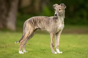 Polish Greyhound — puppy (~4 mo)