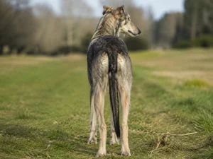 Polish Greyhound — rear