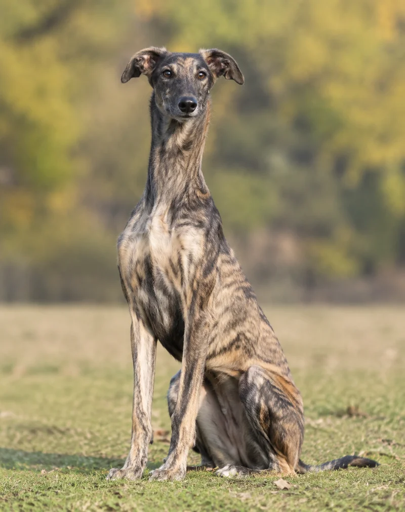 Polish Greyhound — sitting