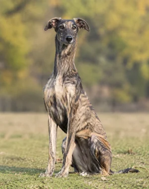 Polish Greyhound — sitting