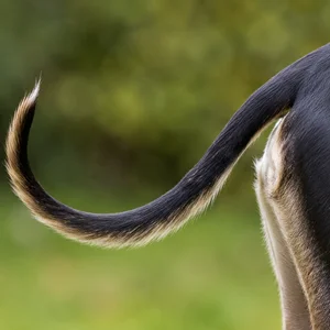 Polish Greyhound — tail