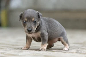 Polish Greyhound — young puppy (~1 mo)