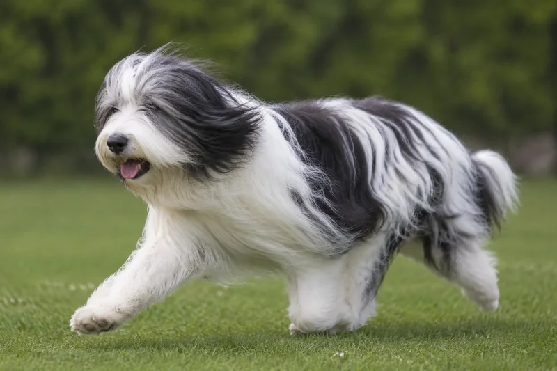 Polish Lowland Sheepdog — running