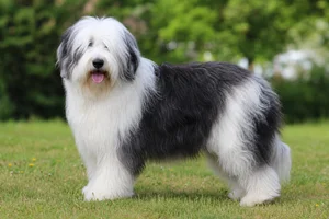 Polish Lowland Sheepdog — adult