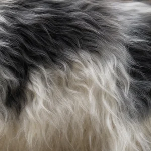 Polish Lowland Sheepdog — coat texture