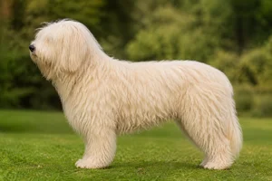 Polish Lowland Sheepdog — Cream coat