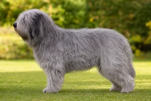 Polish Lowland Sheepdog — Gray coat